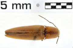 Foto (Dorsalansicht) von Sphaenelater lineicollis (NHMW-ZOO-COL-0011219)